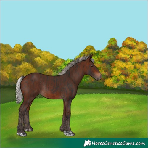 Horse Color:Brown Rabicano  and Silver Brown Rabicano 