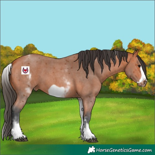 Horse Color:White Spotted Bay Sabino Frame 