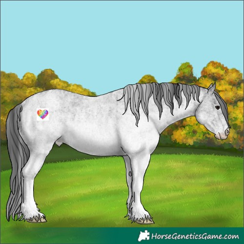 Horse Color:White Spotted Blue Roan Rabicano  and White Spotted Blue Roan Rabicano 