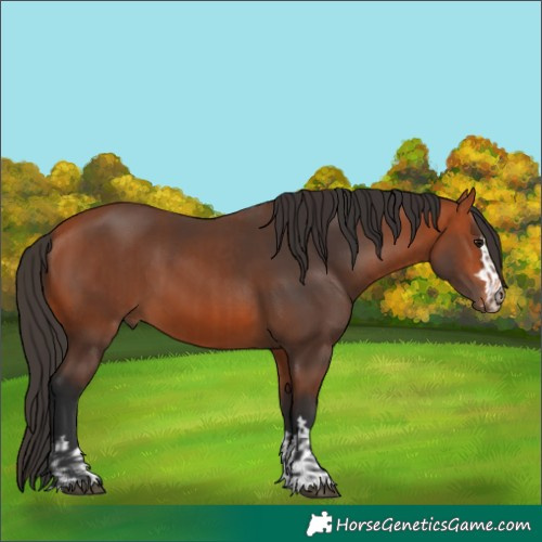 Horse Color:Bay  and Bay 