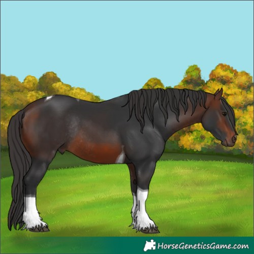 Horse Color:Brown Tobiano Rabicano