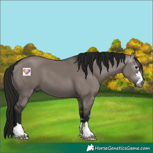 Horse Color:Gray Grullo
