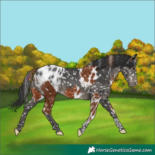 Horse Color:Chestnut Tobiano Skewed LP Spotted and Black Tobiano Blanket
