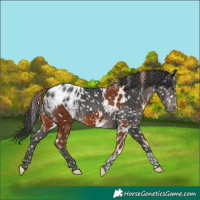 Horse Color:Chestnut Tobiano Skewed LP Spotted  and Black Tobiano Blanket 