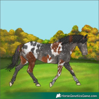 Horse Color:Chestnut Tobiano Skewed Appaloosa and Black Tobiano Appaloosa