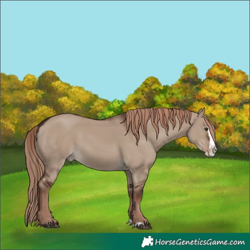 Horse Color:Liver Red Dun Splash 