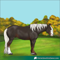 Horse Color:Liver Chestnut Mushroom Sabino