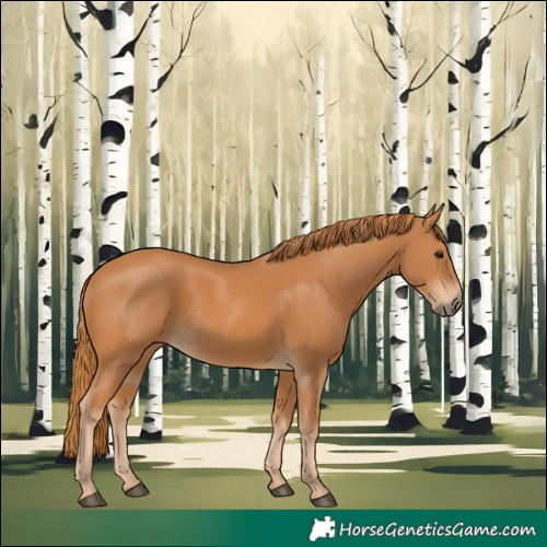 Horse Color:Chestnut 