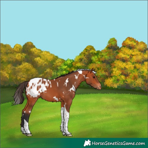 Horse Color:White Spotted Bay Tobiano Blanket