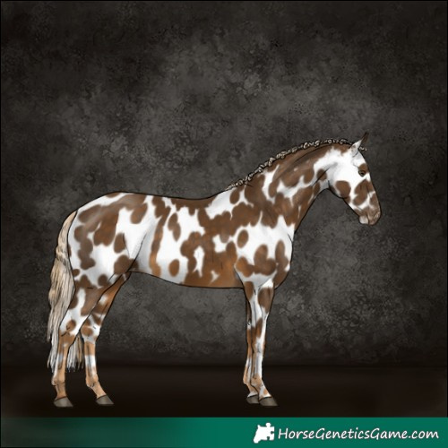 Horse Color:Chocolate Palomino Mushroom Skewed Appaloosa