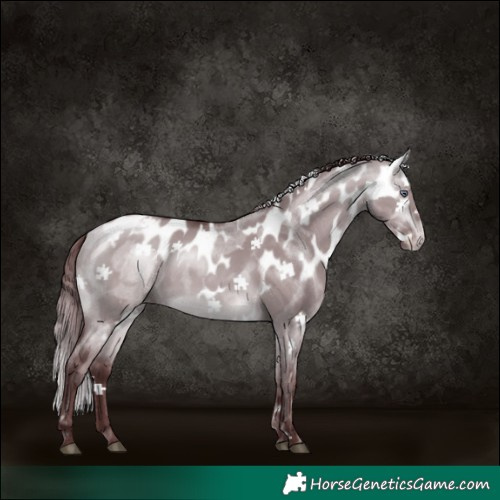 Horse Color:Chocolate Buckskin Chinchilla Dun Skewed LP Spotted 