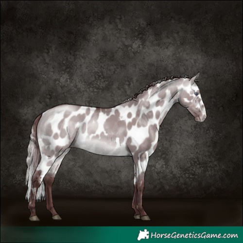 Horse Color:Chocolate Buckskin Chinchilla Dun Skewed Appaloosa 
