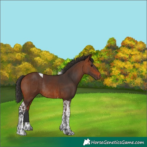 Horse Color:Bay Rabicano  and Bay Tobiano Rabicano 