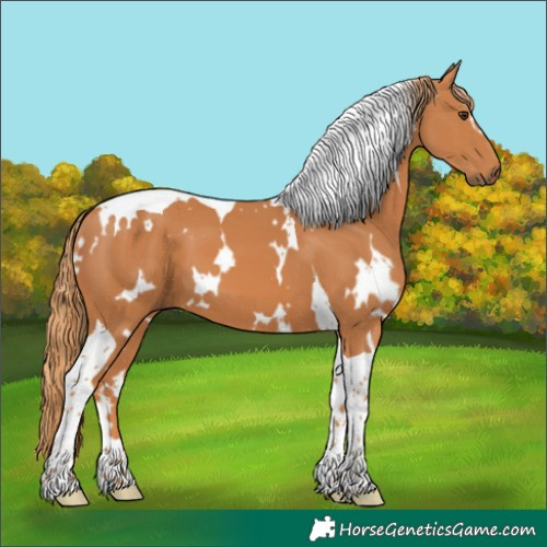 Horse Color:White Spotted Chestnut Tobiano 