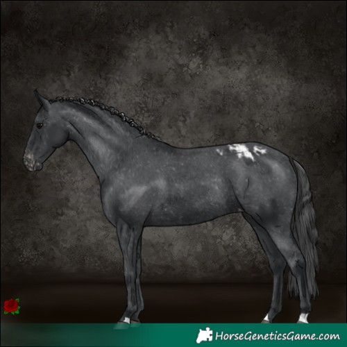 Horse Color:Black Appaloosa Rabicano 