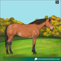 Horse Color:Bay 