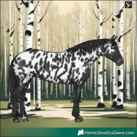 Horse Color:Black Appaloosa 