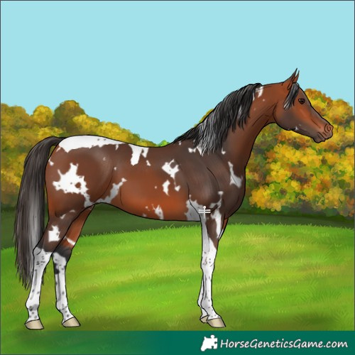 Horse Color:White Spotted Bay Tobiano 