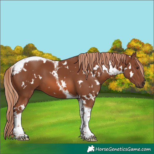 Horse Color:White Spotted Chestnut Tobiano 