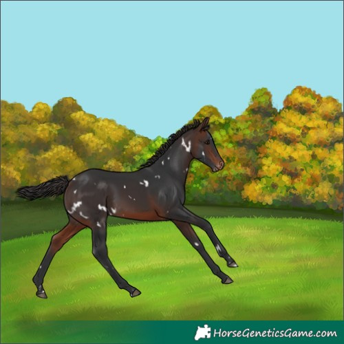 Horse Color:White Spotted Brown Skewed Appaloosa 