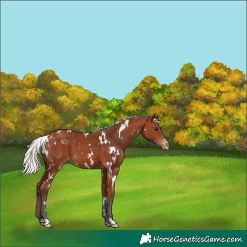 Horse Color:White Spotted Silver Bay Skewed Appaloosa 