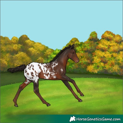 Horse Color:Liver Chestnut Appaloosa 