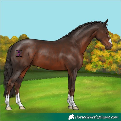 Horse Color:Liver Chestnut 