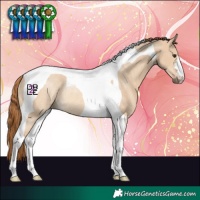 Horse Color:Red Dun Tobiano Rabicano