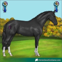 Horse Color:Black 