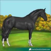 Horse Color:Black 