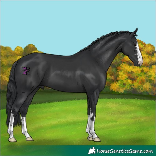 Horse Color:Black 