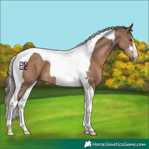 Horse Color:Liver Red Dun Tobiano 