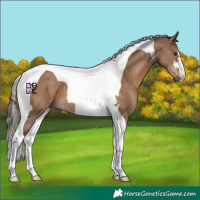 Horse Color:Liver Red Dun Tobiano