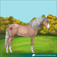 Horse Color:Gold Champagne Mushroom