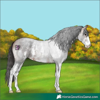 Horse Color:Bay Roan Sabino