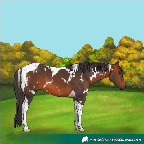 Horse Color:White Spotted Bay Tobiano 
