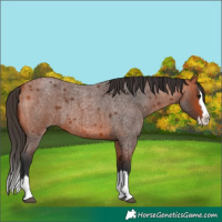 Horse Color:Bay Roan Splash