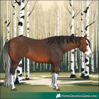 Horse Color:Bay Splash 