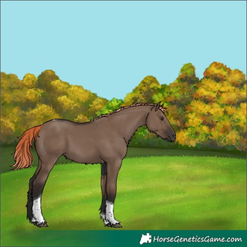 Horse Color:Liver Red Dun Tobiano 