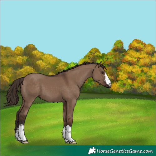Horse Color:Liver Red Dun