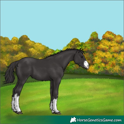 Horse Color:White Spotted Smoky Black