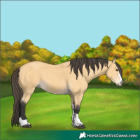 Horse Color:Buckskin 