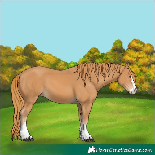 Horse Color:Chestnut 