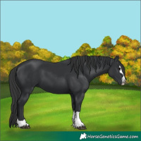 Horse Color:Black 