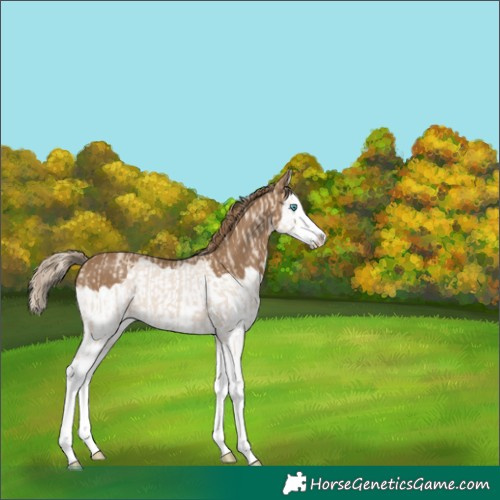 Horse Color:Smoky Creme Splash  and Gray Smoky Creme Splash 