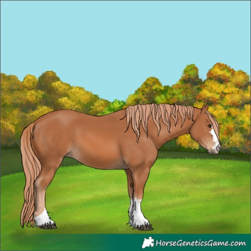 Horse Color:Chestnut 