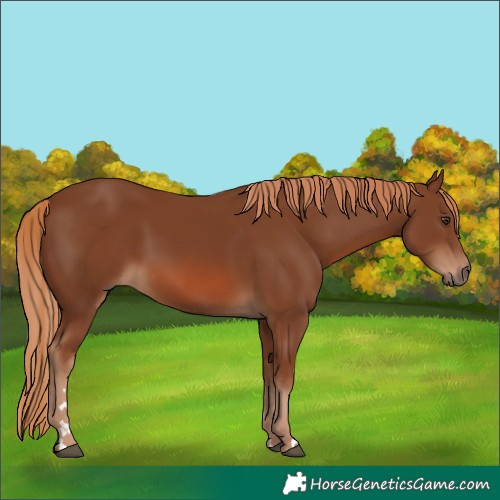 Horse Color:Chestnut 