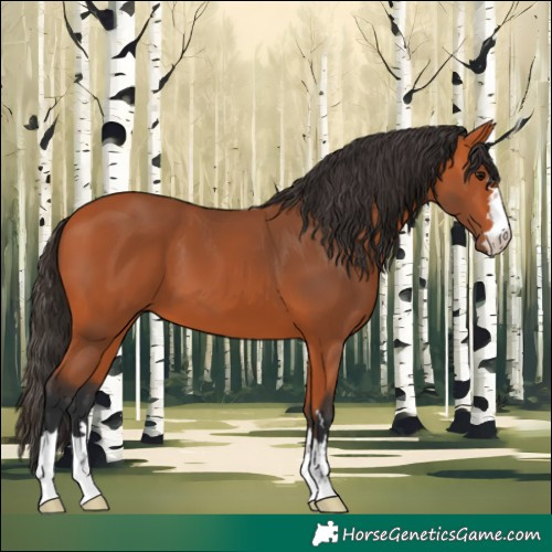 Horse Color:Bay 