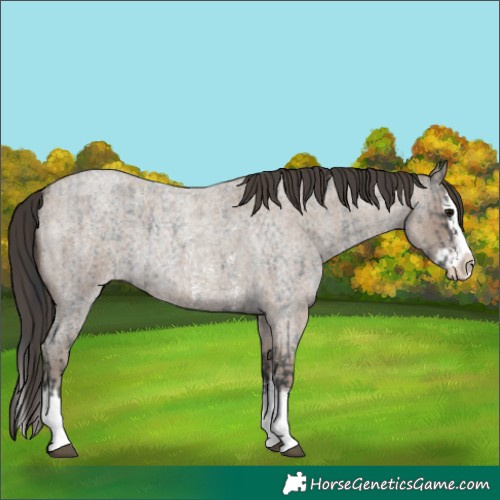Horse Color:Blue Roan Sabino Splash  and Classic Champagne Roan Sabino Splash 