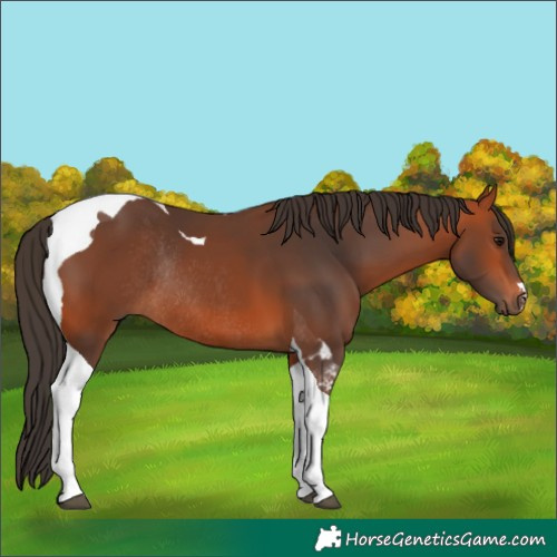 Horse Color:Bay Tobiano Rabicano
